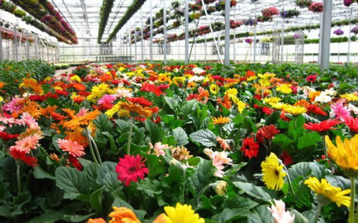 Đà Lạt tất bật vào vụ hoa Tết 2019