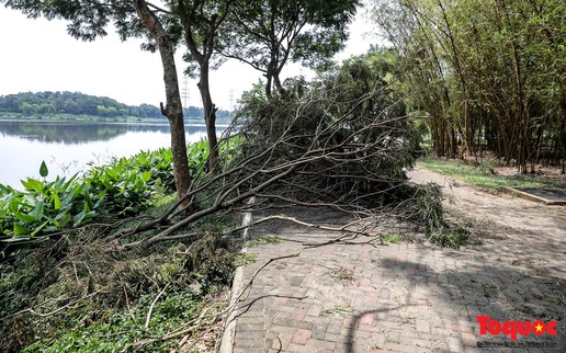Công viên Yên Sở (Hà Nội): Cây đổ la liệt, cá chết và rác thải nổi lềnh bềnh trên mặt hồ