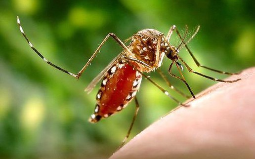 Cách phòng ngừa sốt xuất huyết ở trẻ em