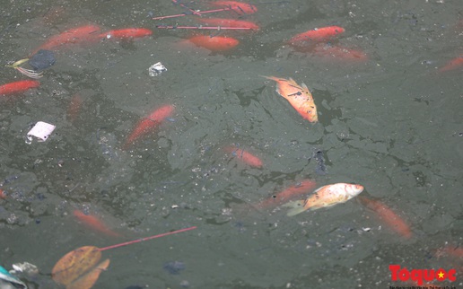 Hà Nội: Nước hồ Văn Quán chuyển màu đen kịt, nổi váng, cá chết bốc mùi hôi thối sau ngày tiễn ông Táo về trời
