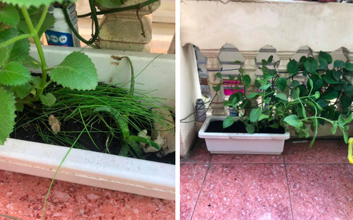 Vợ lụi cụi trồng hẹ cho con nhỏ, chồng tưởng cỏ nhổ sạch và cái kết khiến dân mạng "không biết thả khóc hay cười”