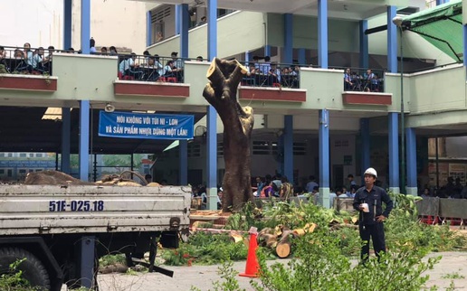 Các địa phương rà soát cây xanh, đảm bảo an toàn trường học