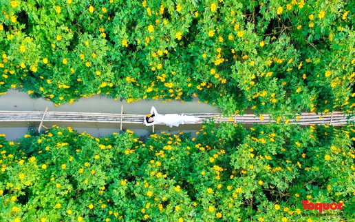 Khám phá vườn hoa dã quỳ rực rỡ giữa lòng Hà Nội