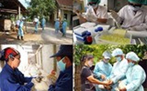 Vứt gia cầm mắc bệnh, chết ra đường bị phạt 6 triệu đồng