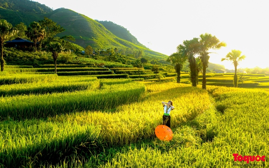 Về thủ đô gió ngàn ngắm mùa lúa chín ở bản Tèn