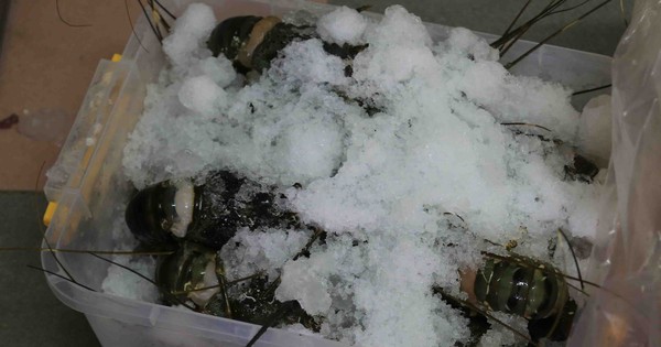 Phát hiện tôm hùm bơm tạp chất tại một cửa hàng hải sản ở Đà Nẵng