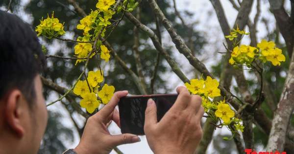 Từ giống hoa quý đến khát vọng là xứ sở mai vàng Việt Nam