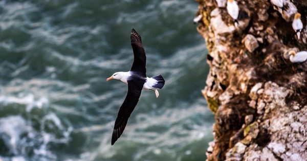 Chú chim Hải Âu là biểu tượng của tự do và cao xa, hãy cùng chúng tôi đưa con mắt qua bức ảnh để được ngắm nhìn sự tinh tế và độc đáo của chúng. Chúng tôi hy vọng bức ảnh này sẽ đem lại những cảm xúc tuyệt vời cho bạn.