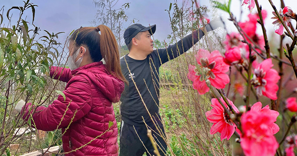 Cách chăm sóc hoa đào ngày Tết từ lời khuyên của chủ vườn đào ở Nhật Tân