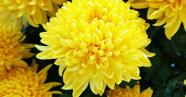 Loại hoa được trưng nhiều trong ngày Tết là thuốc quý, thường bị bỏ đi lãng phí