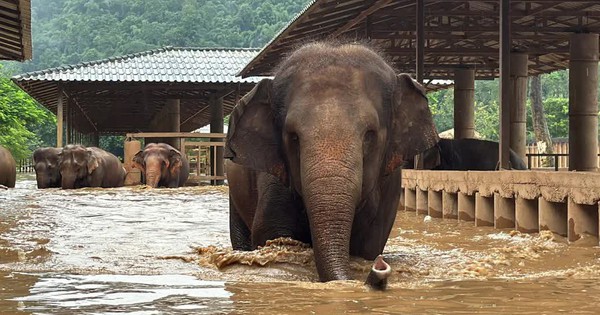 Thái Lan: Sơ tán hàng trăm con voi trong lũ lụt nghiêm trọng