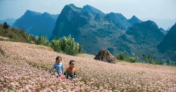 Ngỡ ngàng vẻ đẹp miền sơn cước với mùa hoa tam giác mạch ở Hà Giang