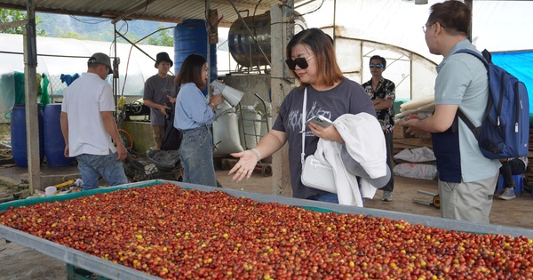 Quảng Trị nghiên cứu phát triển sản phẩm du lịch gắn kết trải nghiệm cà phê