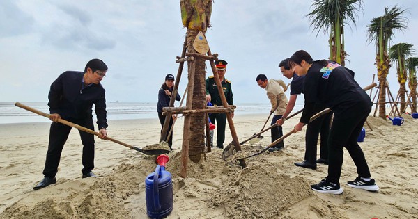 Đà Nẵng trồng dừa tại các bãi biển du lịch, tạo cảnh quan xanh phục vụ người dân và du khách