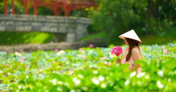 Ngỡ ngàng hồ sen bên Vịnh di sản đẹp như tranh vẽ