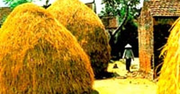 Đường quê giăng mắc rơm vàng Đường Quê Giăng Mắc Rơm Vàng