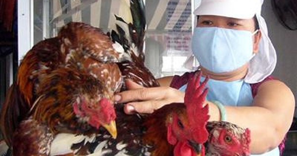  Gà bị viêm da - Các nguyên nhân và cách điều trị viêm da cho gà