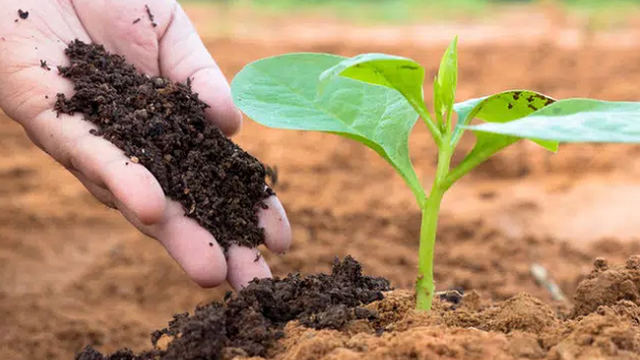 SSI Research: Giá ure có thể đạt đỉnh trong tháng 3 và giảm mạnh từ tháng 6 trở đi
